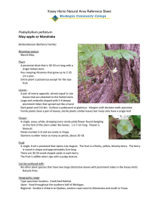 Kasey Hartz Natural Area Reference Sheet  Podophyllum peltatum May-apple or Mandrake