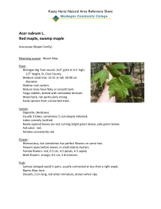 Acer rubrum Red maple, swamp maple Kasey Hartz Natural Area Reference Sheet
