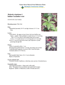 Medeola virginiana Indian Cucumber-root Kasey Hartz Natural Area Reference Sheet
