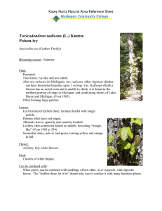 Toxicodendron radicans Poison-ivy Kasey Hartz Natural Area Reference Sheet