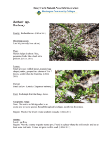 Berberis  spp. Barberry Kasey Hartz Natural Area Reference Sheet