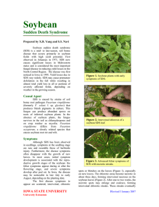 Soybean  Sudden Death Syndrome