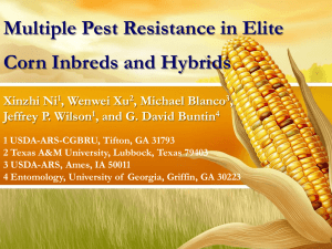 Multiple Pest Resistance in Elite Corn Inbreds and Hybrids Xinzhi Ni