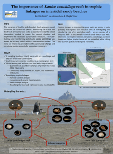 Lanice conchilega The importance of reefs in trophic linkages on intertidal sandy beaches