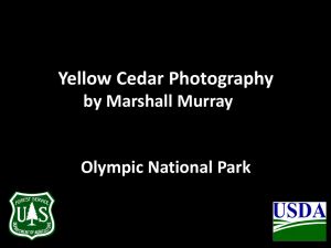 Yellow Cedar Photography by Marshall Murray Olympic National Park