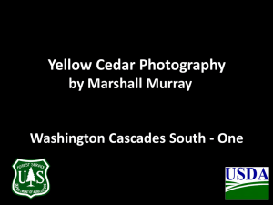 Yellow Cedar Photography by Marshall Murray Washington Cascades South - One