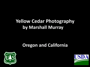 Yellow Cedar Photography by Marshall Murray Oregon and California