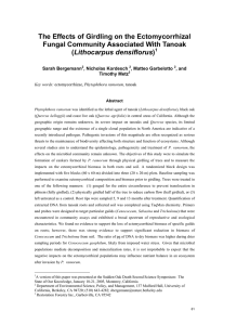 The Effects of Girdling on the Ectomycorrhizal Lithocarpus densiflorus