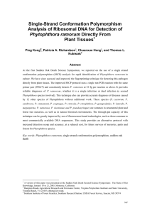 Single-Strand Conformation Polymorphism Analysis of Ribosomal DNA for Detection of Plant Tissues