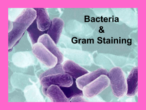 Bacteria &amp; Gram Staining
