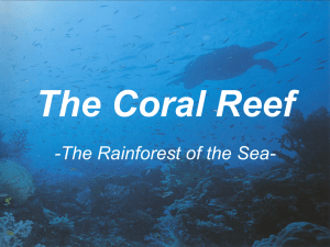 The Coral Reef -The Rainforest of the Sea-