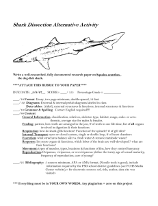 Shark Dissection Alternative Activity