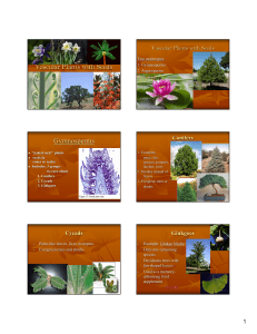 Vascular Plants with Seeds Gymnosperms Conifers Two main types