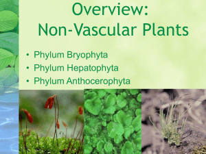 Overview: Non-Vascular Plants • Phylum Bryophyta • Phylum Hepatophyta