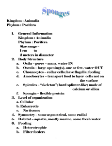 Kingdom : Animalia Phylum : Porifera  1.  General Information