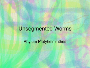 Unsegmented Worms Phylum Platyhelminthes
