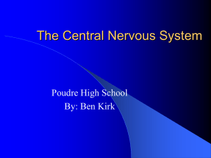 The Central Nervous System Poudre High School By: Ben Kirk