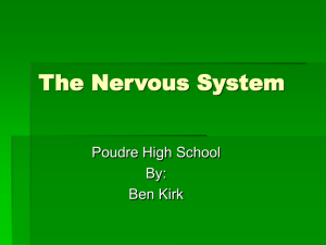 The Nervous System Poudre High School By: Ben Kirk