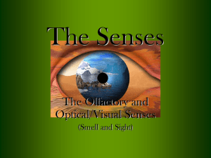 The Senses The Olfactory and Optical/Visual Senses (Smell and Sight)