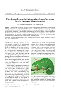 Short Communications Ultraviolet reﬂ ectance in Malagasy chameleons of the genus Furcifer