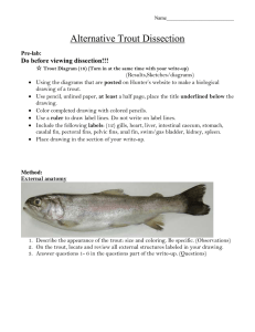 Alternative Trout Dissection Do before viewing dissection!!!