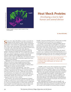 S  Heat Shock Proteins Developing a tool to ﬁght
