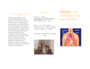 THYMUS – “The Master Gland of the Immune System!”