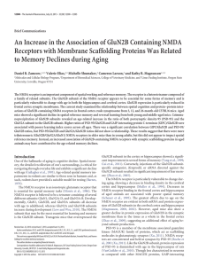 An Increase in the Association of GluN2B Containing NMDA