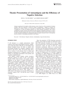 Thymic Presentation of Autoantigens and the Efficiency of Negative Selection
