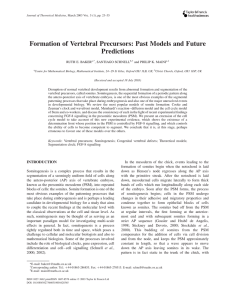 Formation of Vertebral Precursors: Past Models and Future Predictions RUTH E. BAKER