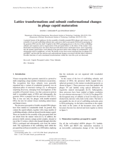 Lattice transformations and subunit conformational changes in phage capsid maturation