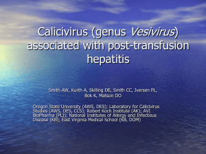 Vesivirus Calicivirus (genus ) associated with post-transfusion