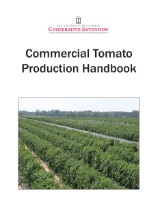 Commercial Tomato Production Handbook 1