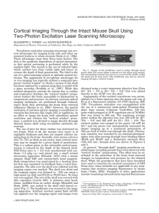 Cortical Imaging Through the Intact Mouse Skull Using