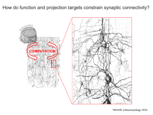 How do function and projection targets constrain synaptic connectivity? COMPUTATION