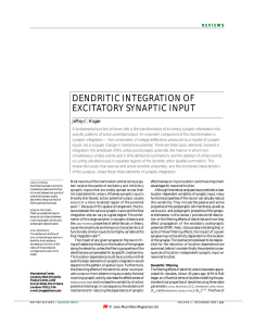 DENDRITIC INTEGRATION OF EXCITATORY SYNAPTIC INPUT Jeffrey C. Magee