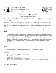 Muscadine Trellis Systems Cooperat T