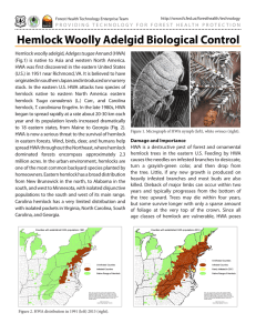 Hemlock Woolly Adelgid Biological Control