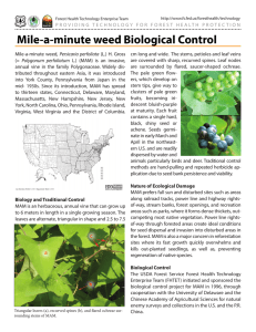 Mile-a-minute weed Biological Control