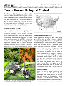 Tree of Heaven Biological Control