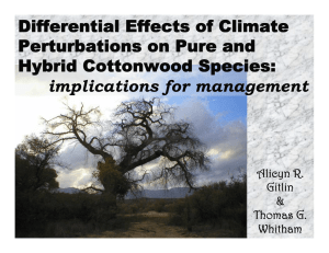 Differential Effects of Climate Perturbations on Pure and Hybrid Cottonwood Species: