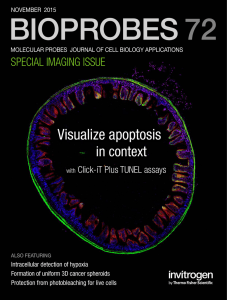 BIOPROBES 72 Visualize apoptosis in context