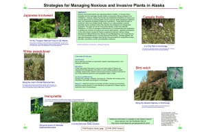 Strategies for Managing Noxious and Invasive Plants in Alaska Japanese knotweed