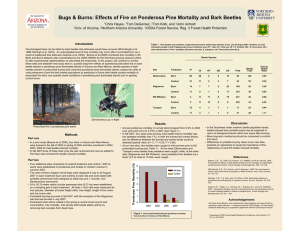 Bugs &amp; Burns: Effects of Fire on Ponderosa Pine Mortality...
