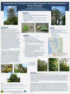 Acer macrophyllum Western Washington