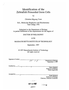 Identification  of the Zebrafish Primordial Germ Cells