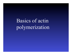 Basics of actin polymerization