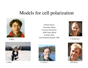 Models for cell polarization