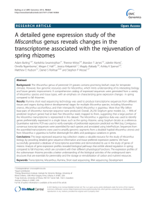 A detailed gene expression study of the