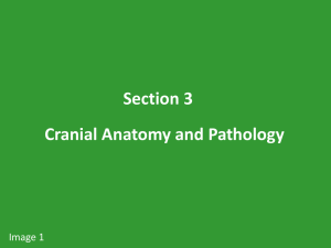 Section 3 Cranial Anatomy and Pathology Image 1